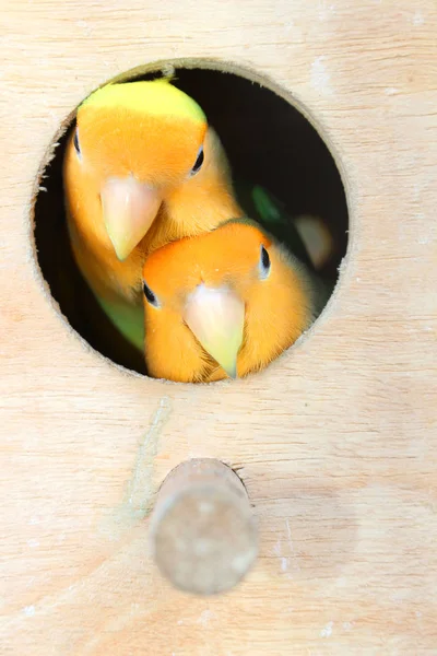 Невеликий Папуга Клітці Деревини — стокове фото