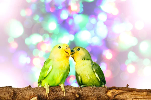 Lovebird Blurred Fairy Lights Background — Stock Photo, Image