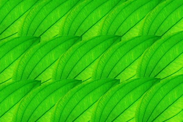 Close Green Leaf Background — Stock Photo, Image