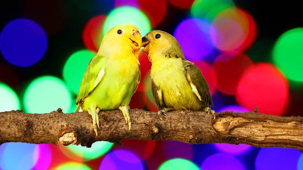 Lovebird Blurred Fairy Lights Background — Stock Photo, Image