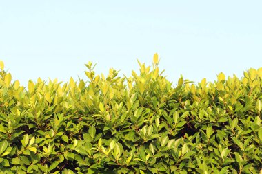 izole beyaz arka plan üzerinde çim