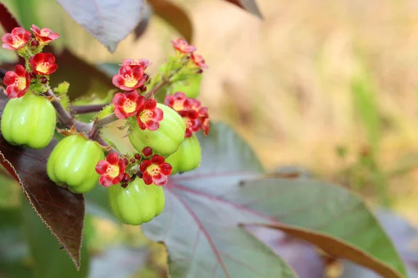 Jatropha Owoców Dla Wydestylować Bio Diesel — Zdjęcie stockowe