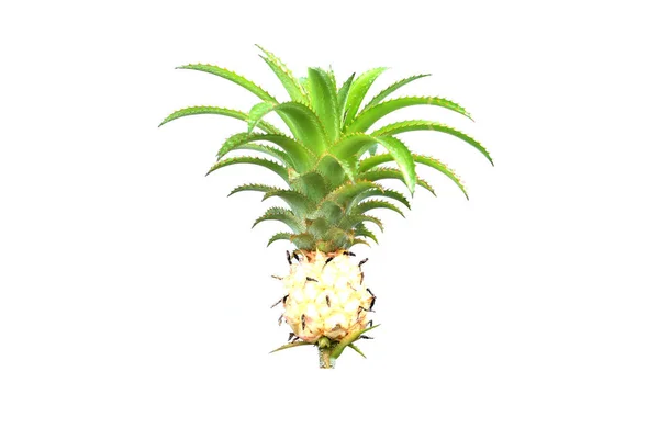 Ananas Frukt Isolerade — Stockfoto