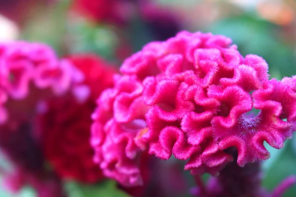 Rosa Cockcomb Fiore Sfondo — Foto Stock