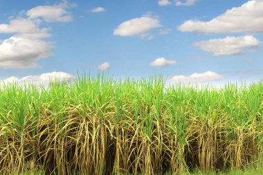 Şeker kamışı alan arka plan hazırlamak