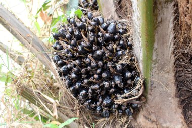 Palmiye meyve kapatın