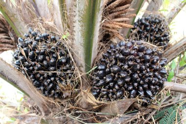 Palmiye meyve kapatın