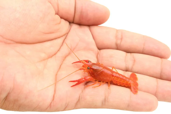 Crayfish Vermelho Mão Isolado — Fotografia de Stock