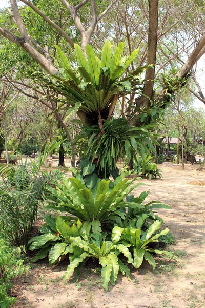 Asplenium Nidus Árvore — Fotografia de Stock