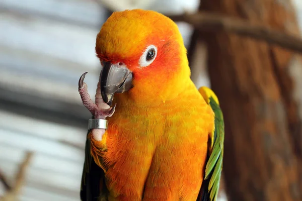 Ring Leg Parrot — Stock Photo, Image