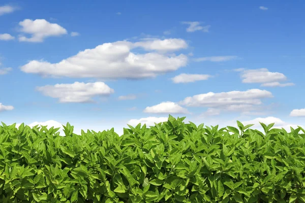 Mavi gökyüzü arka plan üzerinde çim