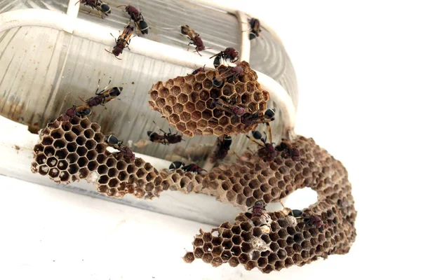 eşek arısı yuvası arka planda