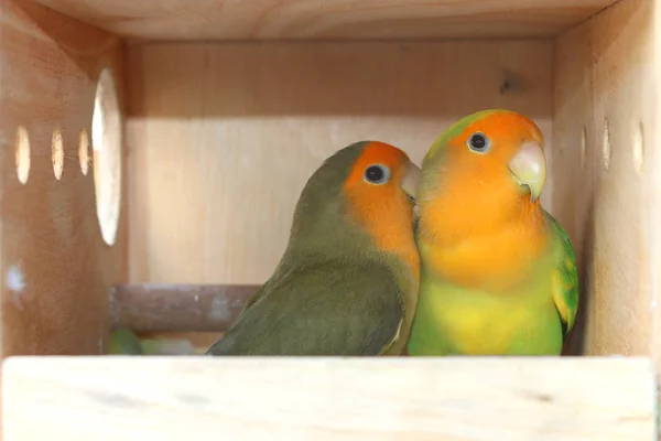 Dwergpapegaaien Een Houten Kooi — Stockfoto