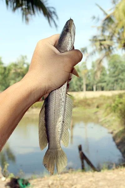 Mano Mantenga Rayas Cabeza Serpiente Pescado — Foto de Stock