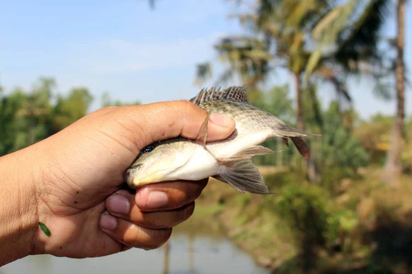 Tilapia Latar Belakang Tangan — Stok Foto