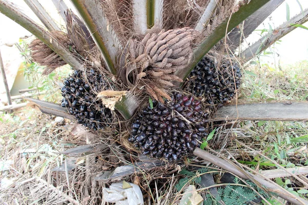 Cerrar Palm Fruit — Foto de Stock