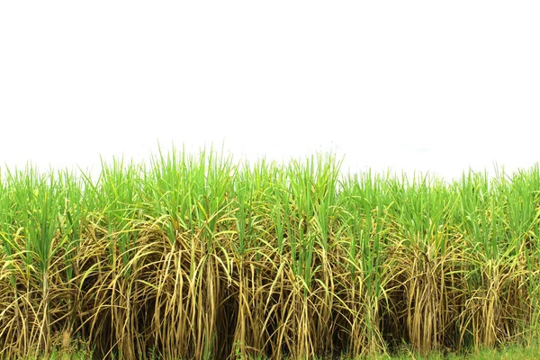 Förbereda Sockerrör Fältet Isolerade — Stockfoto