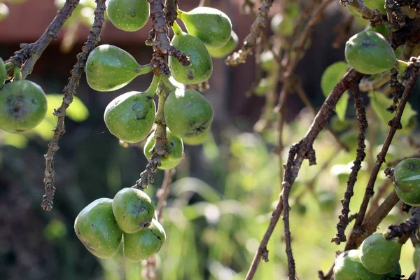 Fig Owocem Drzewo — Zdjęcie stockowe