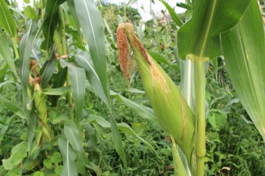 Mısır alan arka kapatmak