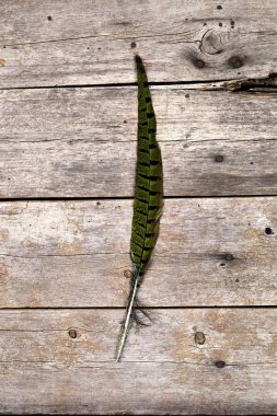 Tavus kuşu tüy ahşap arka plan üzerinde