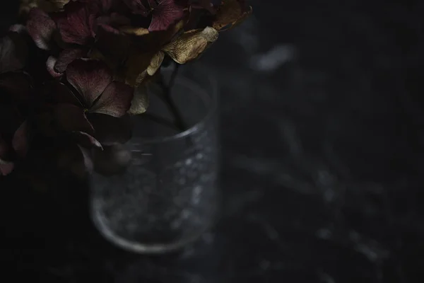 Çiçek Açan Ortanca Çiçek Closeup Görünümü — Stok fotoğraf