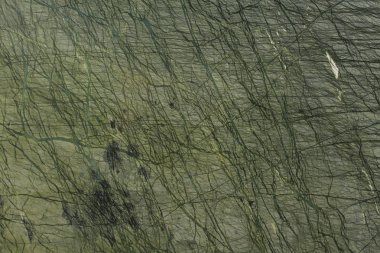 Koyu yeşil renkli mermer duvar doku.