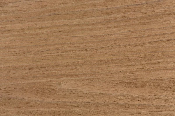 Oak texture on macro, natural background.