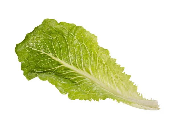 Una ensalada verde claro en tamaño completo sobre fondo blanco . —  Fotos de Stock