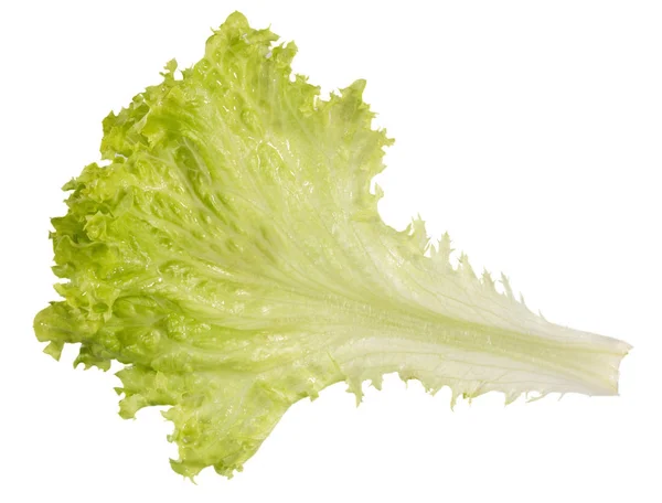 Ein lindgrüner Salat auf weißem Hintergrund. — Stockfoto