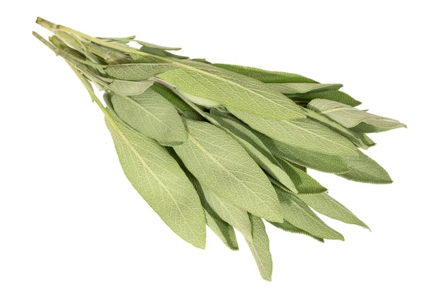 Long light green sage leaves with freshness. — Stock Photo, Image
