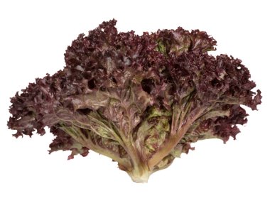 Yemyeşil koyu mor marul yaprakları.