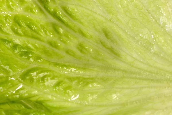 Świeży lekki Zielona sałata w rozszerzonej rozmiar. — Zdjęcie stockowe