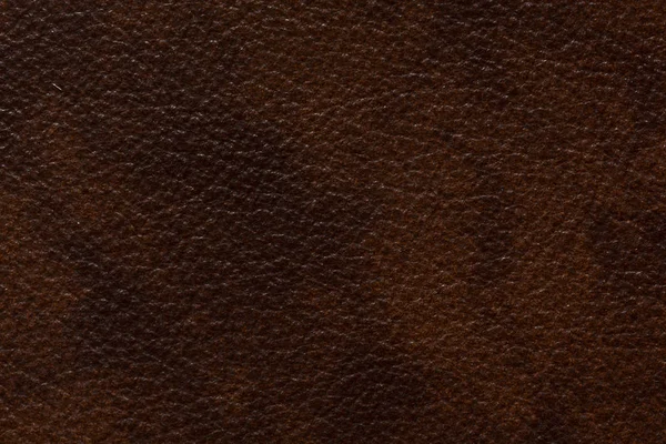 Extraordinary leather background in saturated brown tone. Stock Image