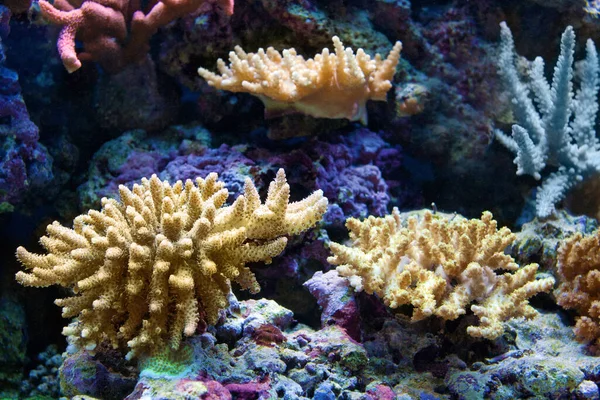 White coral in the coral garden underwater photo.