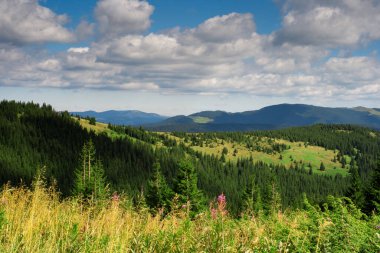 Ukrayna Karpatları, mavi gökyüzü ve yeşil otlaklı cennet manzarası.
