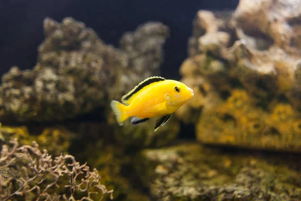 Elektryczny żółty Cichlid Ryby w akwarium zbliżenie. — Zdjęcie stockowe
