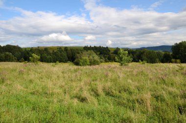 Dağ çayır Polonya - Beskidy Mountains