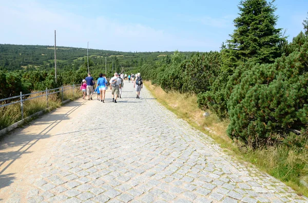 Skogsstig - Giant Mountains i Polen — Stockfoto