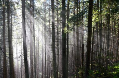 Güneş dağ orman Polonya ışınları tarafından aydınlatılmış