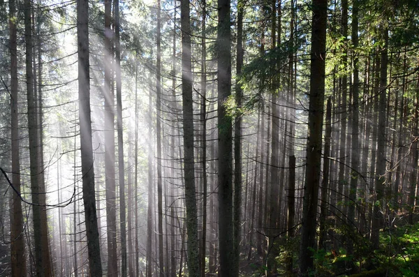 Güneş dağ orman Polonya ışınları tarafından aydınlatılmış