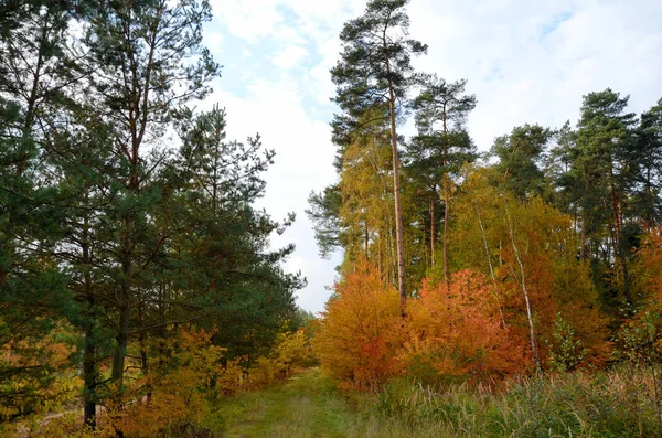Prachtige Kleurrijke Bossen Polen Herfst — Stockfoto