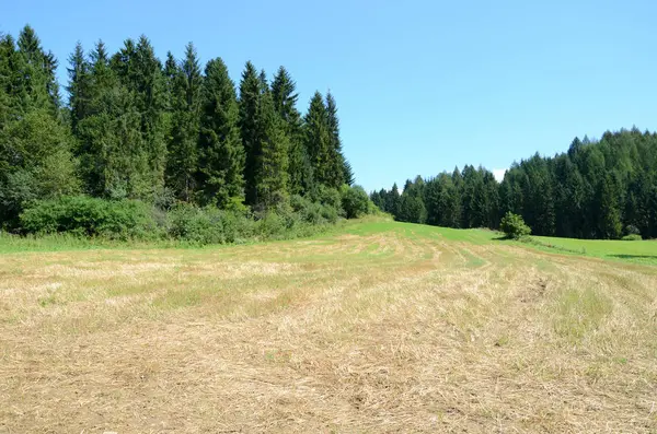 Orman (Pieniny Polonya yakınlarında)