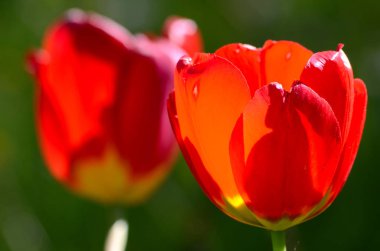 Bulanık bir arka plan üzerinde güzel renkli lale