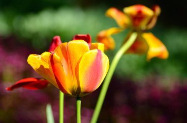 Bulanık bir arka plan üzerinde güzel renkli lale