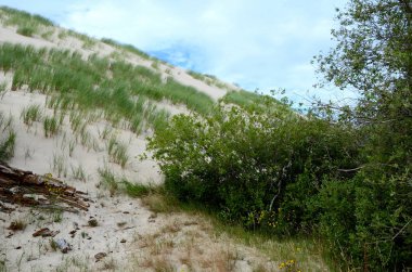 Kum tepeleri Polonya Slowinski Milli Parkı