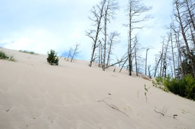 Kum tepeleri Polonya Slowinski Milli Parkı