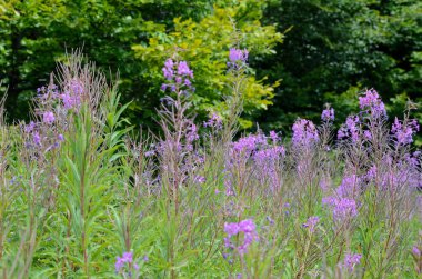 Polonya Bieszczady Dağlar - çayır