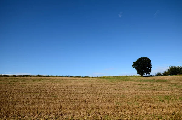 Stubble Sob Céu Azul Polônia — Fotografia de Stock