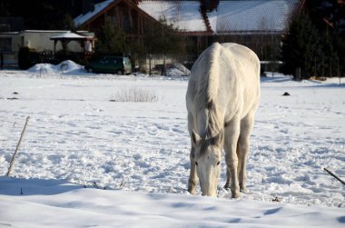 Kışın karlı bir çayır beyaz ata