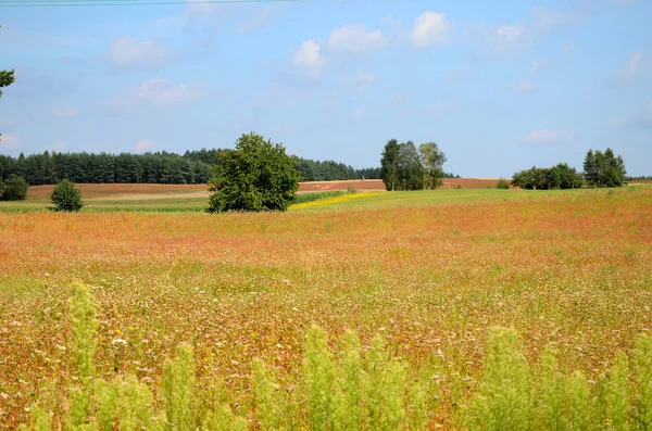 Buchweizenfeld Sommer Unter Blauem Himmel — Stockfoto